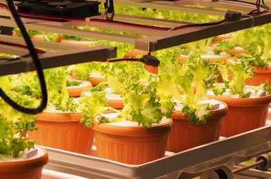 Indoor Vertical Farming Lettuce plants growing under artificial LED lights in an indoor vertical farming system.
